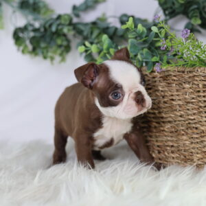 boston terrier puppy for sale