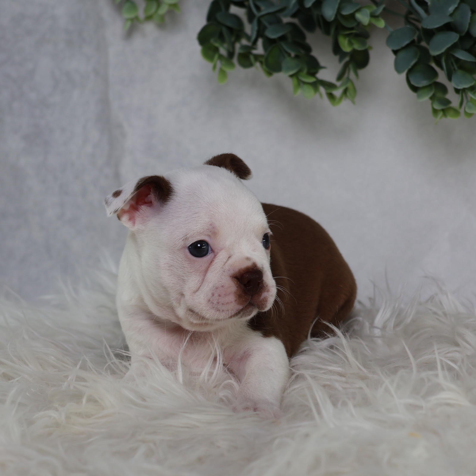 boston terrier puppy for sale near me