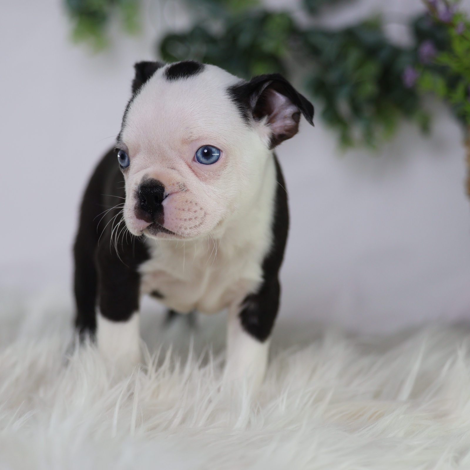 boston terrier puppy for sale near me
