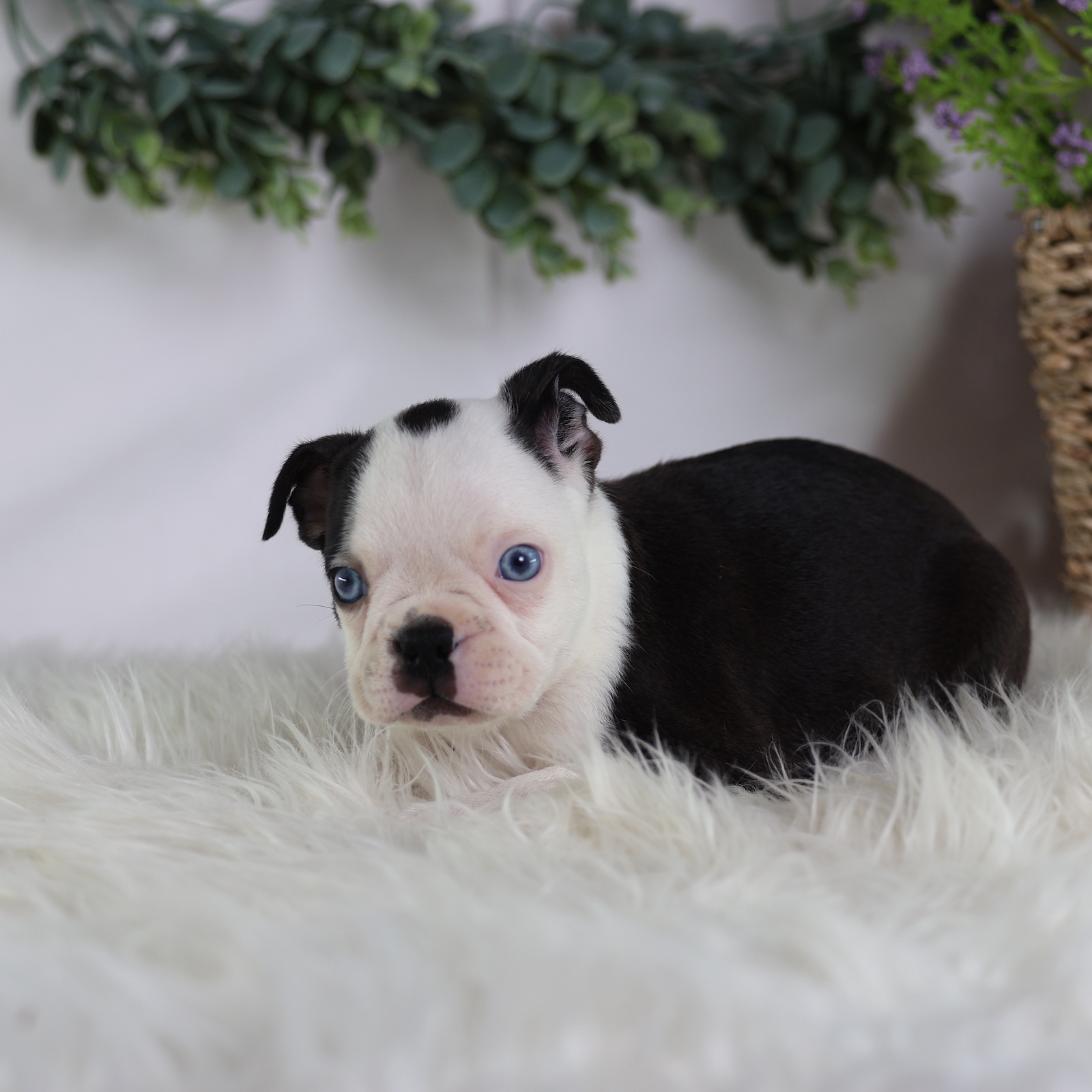 buy boston terrier puppies