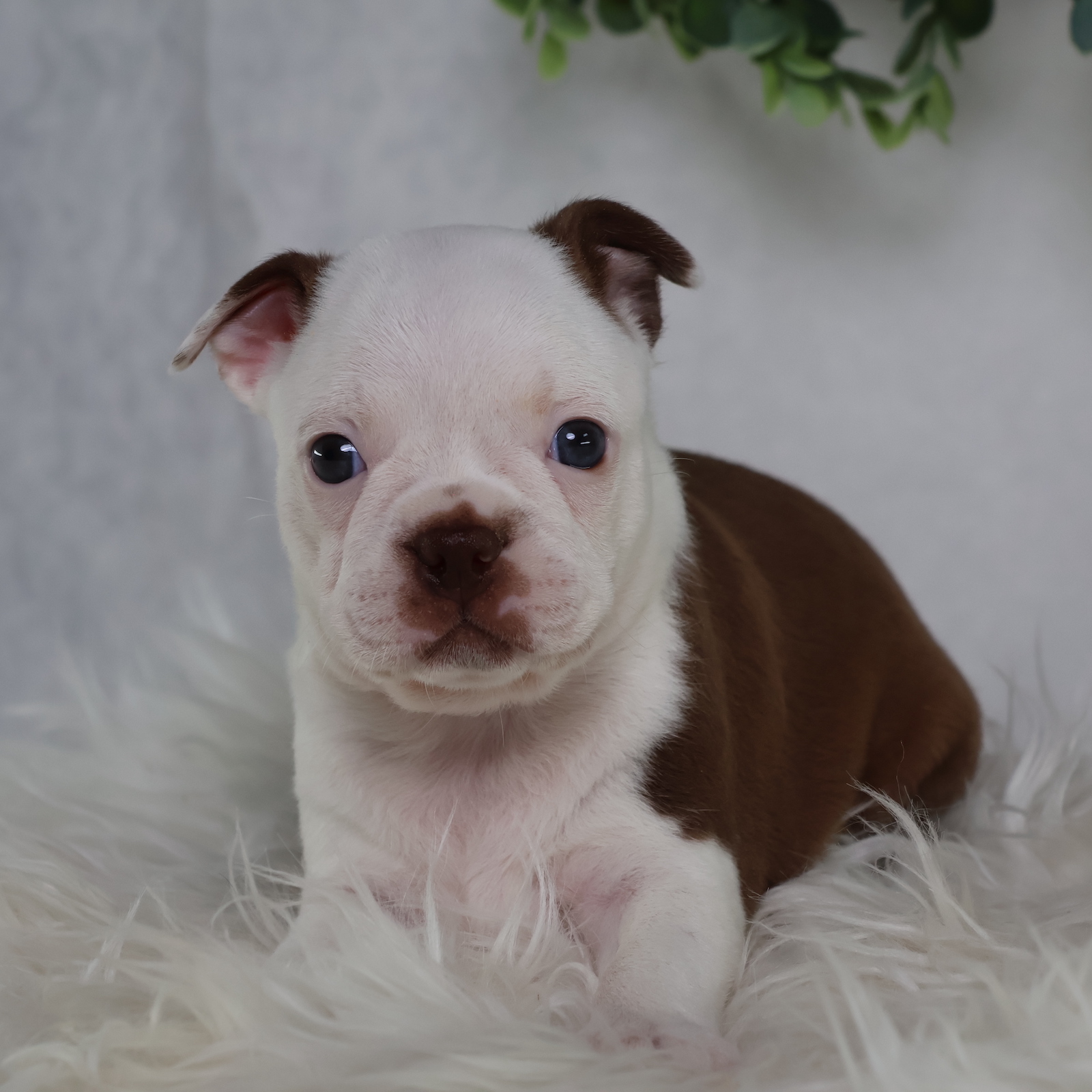 dogs boston terrier puppies