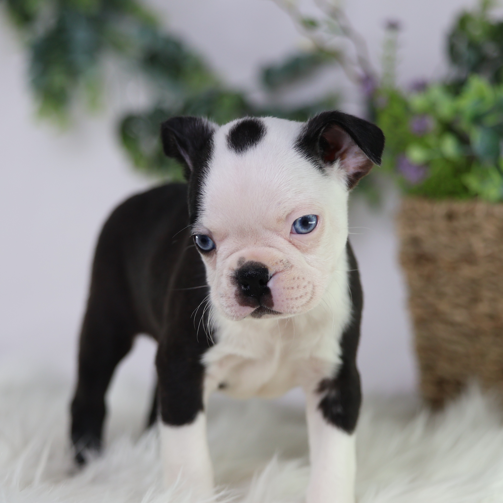 dogs boston terrier puppies