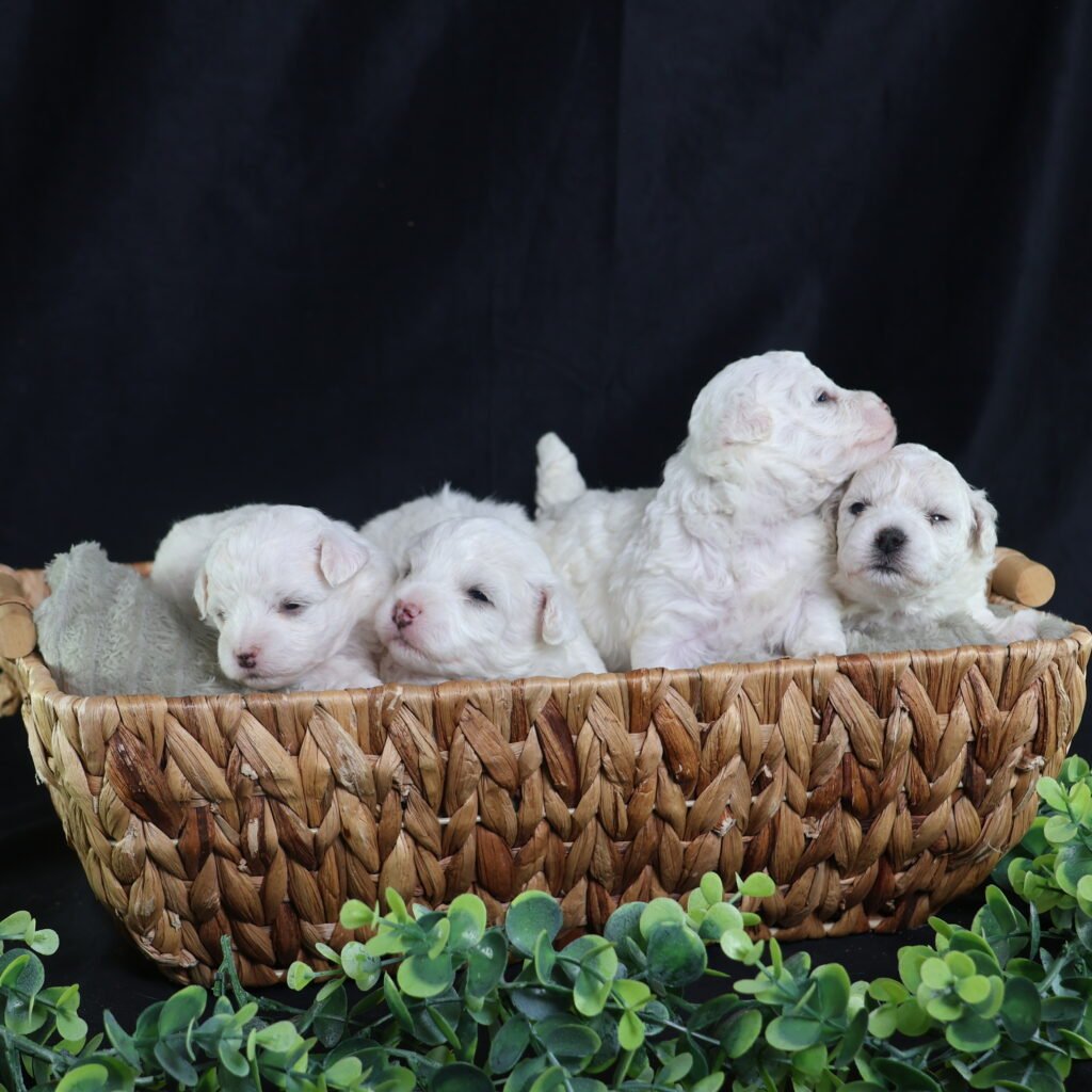 litter of bichon puppies
