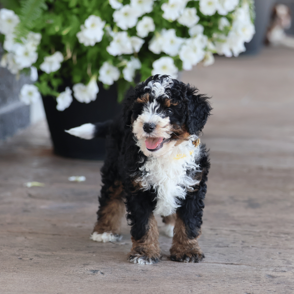 micro bernedoodle puppies
