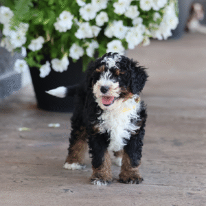 micro bernedoodle puppies