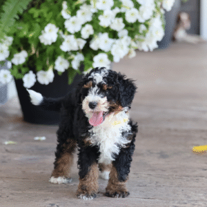 micro bernedoodle puppies for sale
