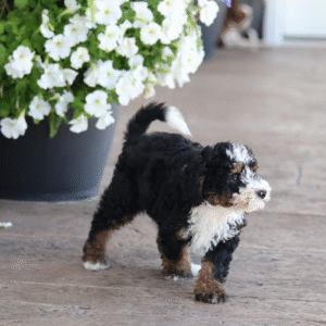 micro bernedoodles for sale near me