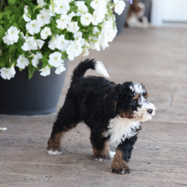 micro bernedoodles for sale near me