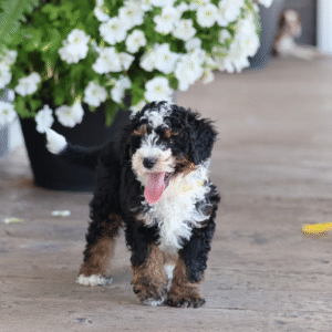 micro bernedoodles near me