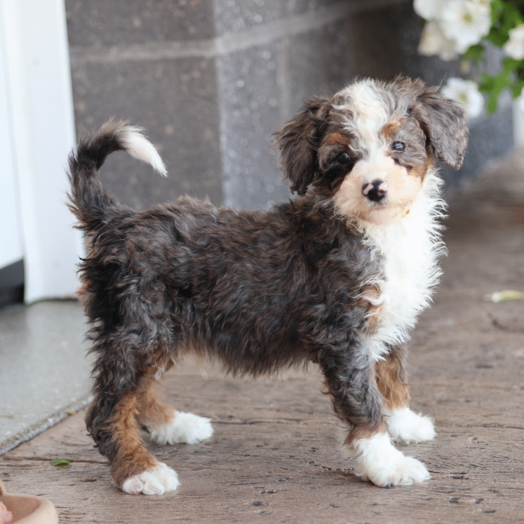 micro mini bernedoodle puppies for sale