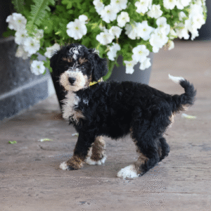 micro mini bernedoodles