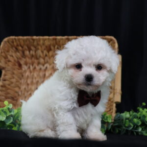 mini bichon