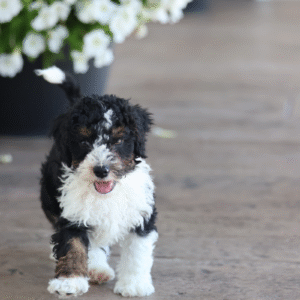 mini micro bernedoodle