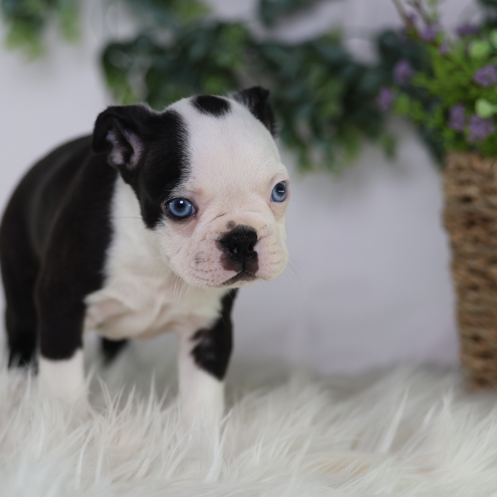 puppy boston terrier