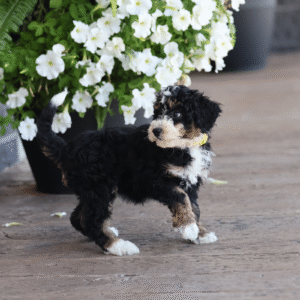 teacup bernedoodle