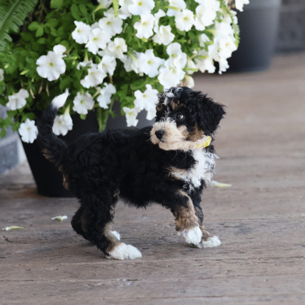 teacup bernedoodle
