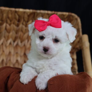 teacup bichon frise breeders