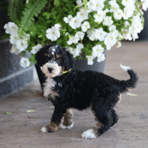 teacup mini bernedoodle