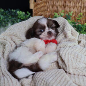 teddy bear puppies for sale near me