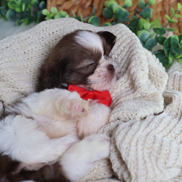 Paw Tale Puppies | Teacup Teddy Bear Puppies | Teacup sized