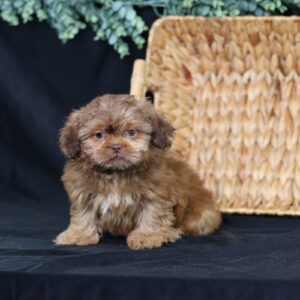 teddy bear puppy breed