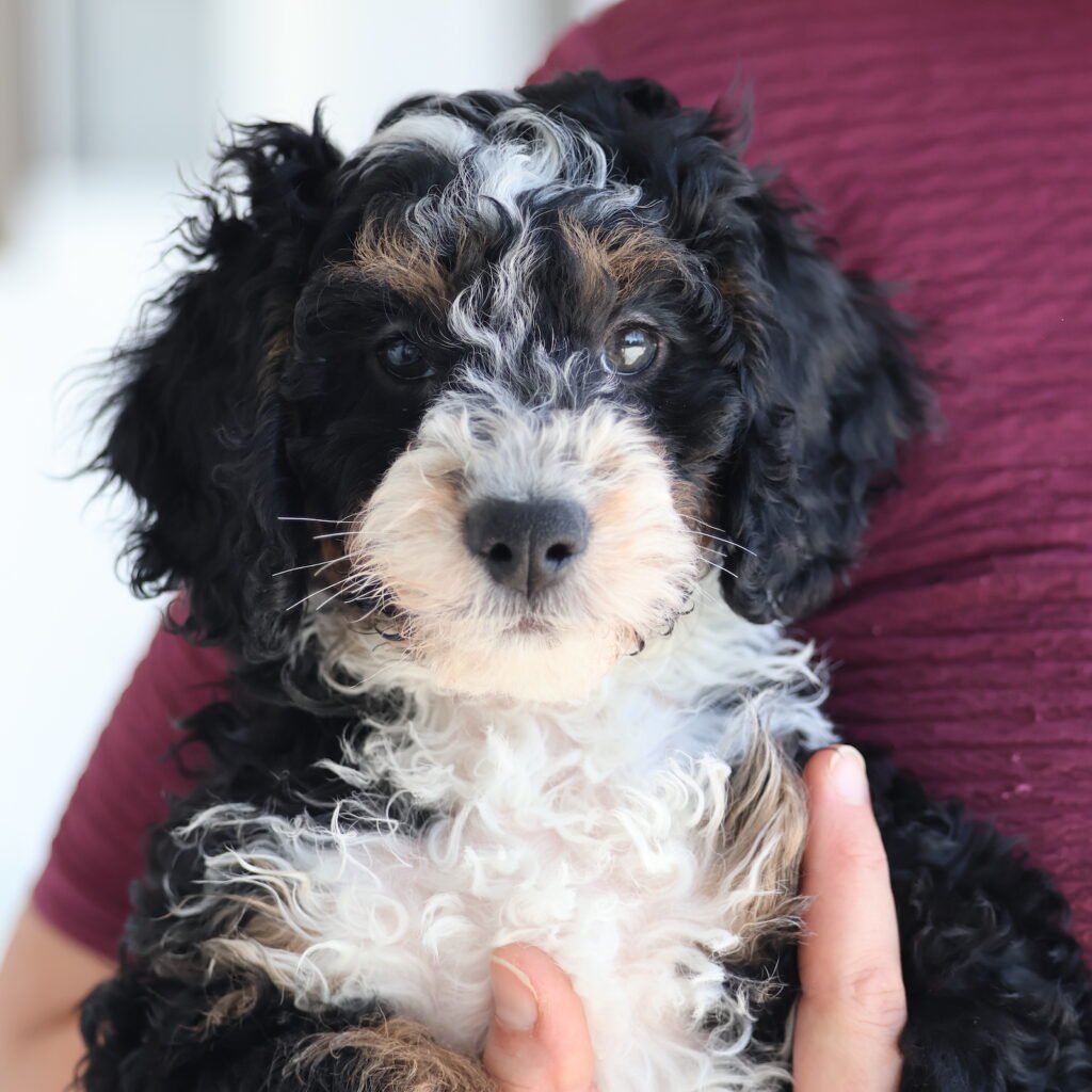 toy micro bernedoodle for sale