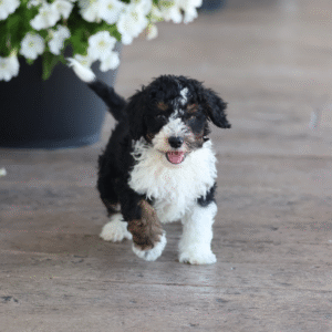 toy bernedoodle puppies