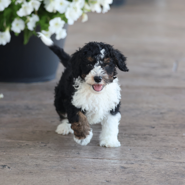 toy bernedoodle puppies