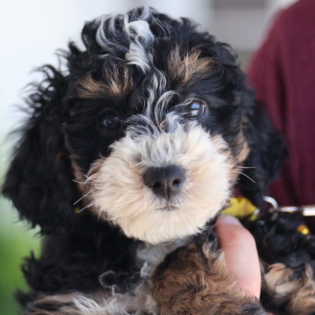 toy bernedoodles
