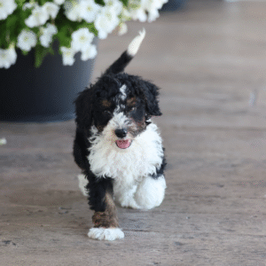 toy bernedoodles for sale