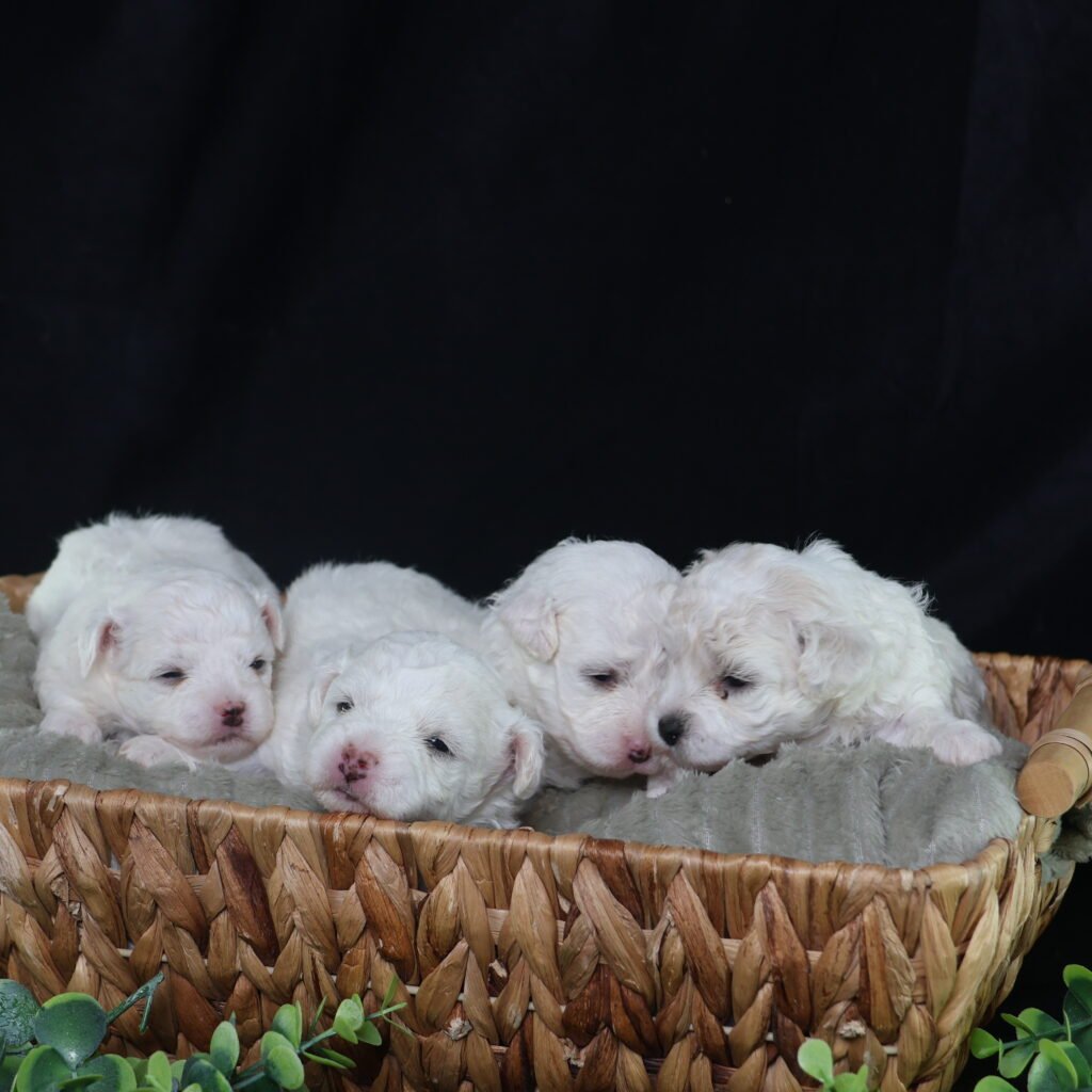 young bichon puppies