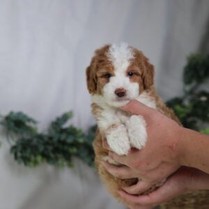 bernedoodle micro