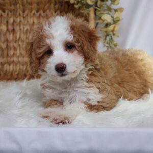 micro bernedoodle