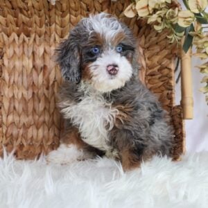 micro bernedoodle