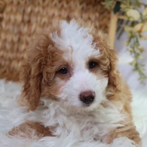 micro bernedoodle breeders