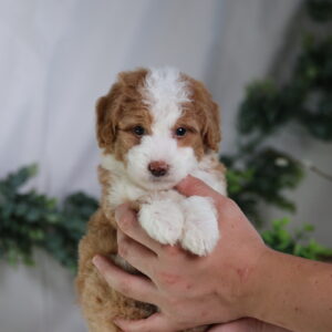 micro bernedoodle breeders