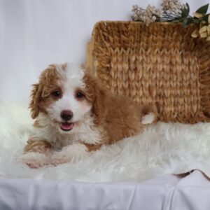 micro bernedoodle for sale