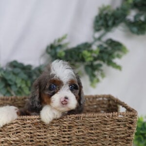 micro bernedoodle for sale