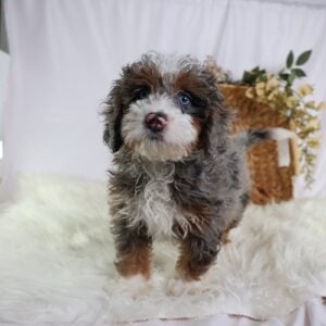 micro bernedoodle for sale