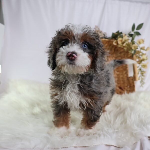 micro bernedoodle for sale