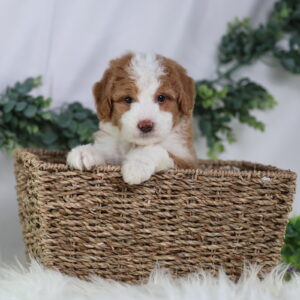 micro bernedoodle puppies