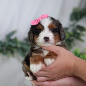 micro bernedoodles