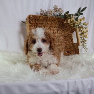 micro bernedoodles