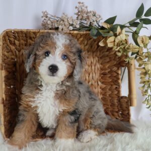 micro bernedoodles for sale