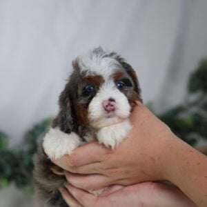 micro bernedoodles for sale