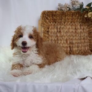 micro bernedoodles for sale