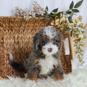 micro bernedoodles for sale