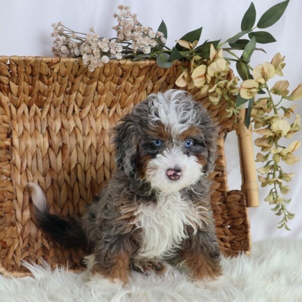 micro bernedoodles for sale