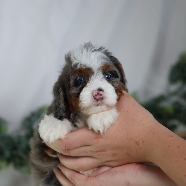 micro bernedoodles for sale