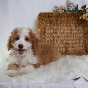 micro mini bernedoodle
